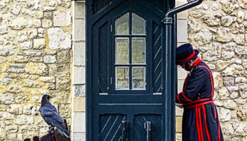 Yeoman Warder with Raven